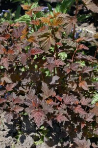 Physocarpus opulifolius Lady in Red  -R- 7,80- 100 cm