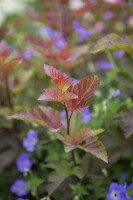 Physocarpus opulifolius Lady in Red  -R- 7,80- 100 cm