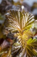 Physocarpus opulifolius Lady in Red  -R- 7,80- 100 cm