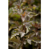 Physocarpus opulifolius Red Baron 60- 80 cm