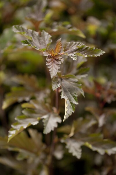 Physocarpus opulifolius Red Baron C 12 100- 125