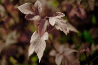 Physocarpus opulifolius Red Baron C 12 100- 125