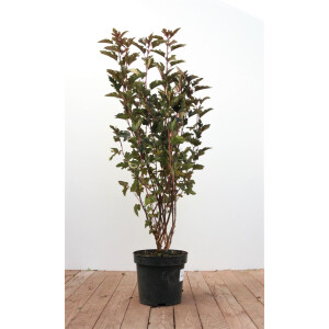 Physocarpus opulifolius Summer Wine  -R- C 7,5 80- 100