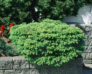 Picea abies Nidiformis 20- 30 cm