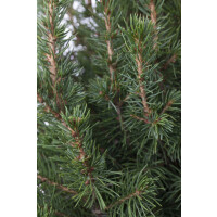 Picea glauca Conica 3L Jute + Zapfen + Schnee 30-  40