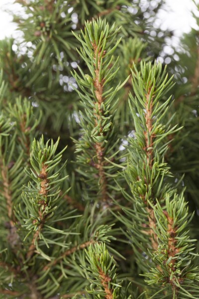 Picea glauca Zuckerhut C 2 20-  25