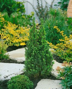 Picea glauca Zuckerhut C 2 20-  25