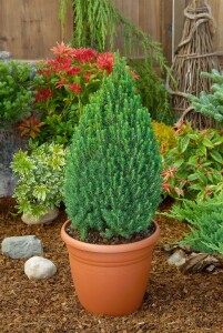 Picea glauca Zuckerhut C 2 20-  25