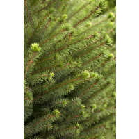 Picea omorika kräftig C 12 100- 125