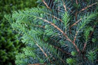 Picea omorika Zuckerhut C 7,5 50-  60
