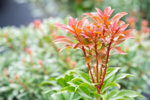 Pieris japonica Bonfire 30- 40 cm