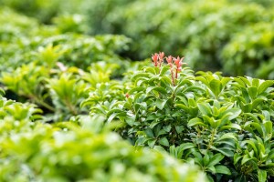 Pieris japonica Bonfire 30- 40 cm