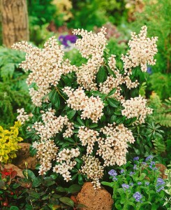 Pieris japonica Bonfire 30- 40 cm