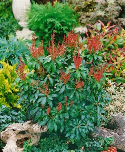 Pieris japonica Bonfire 30- 40 cm