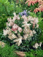 Pieris japonica Bonfire 30- 40 cm