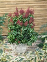 Pieris japonica Bonfire 30- 40 cm