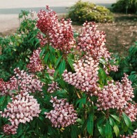 Pieris japonica Bonfire 30- 40 cm