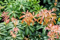 Pieris japonica Bonfire 30- 40 cm