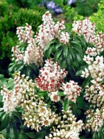 Pieris japonica Bonfire 30- 40 cm