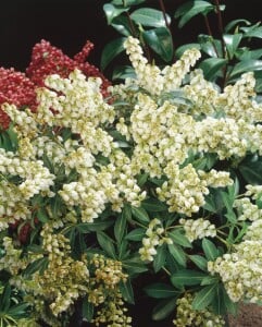 Pieris japonica Debutante 7,40- 50 cm