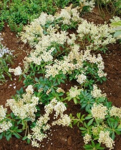 Pieris japonica Debutante 7,40- 50 cm