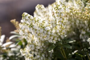 Pieris japonica Debutante 7,40- 50 cm