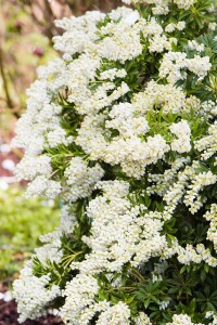 Pieris japonica Debutante 7,40- 50 cm