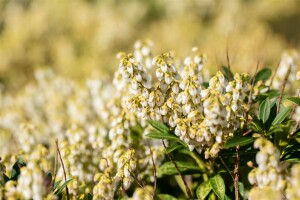 Pieris japonica Debutante 7,40- 50 cm