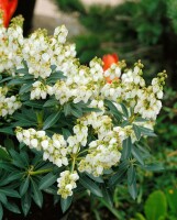 Pieris japonica Debutante 7,40- 50 cm