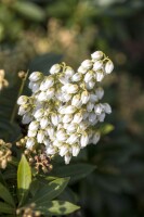 Pieris japonica Debutante 7,40- 50 cm