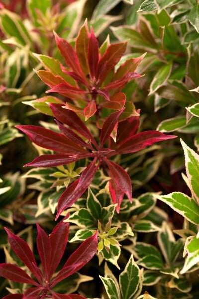 Pieris japonica Flaming Silver 5 L 30-  40