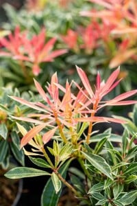 Pieris japonica Flaming Silver 5 L 30-  40