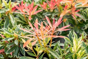 Pieris japonica Flaming Silver 5 L 30-  40