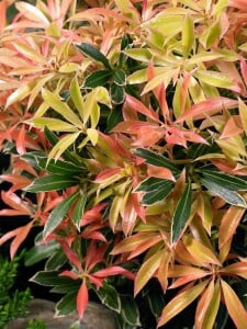 Pieris japonica Flaming Silver 5 L 30-  40