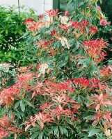 Pieris japonica Flaming Silver 5 L 30-  40