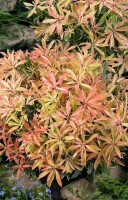 Pieris japonica Flaming Silver 5 L 30-  40