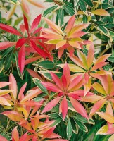 Pieris japonica Flaming Silver 5 L 30-  40