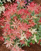 Pieris japonica Flaming Silver 5 L 30-  40