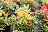 Pieris japonica Flaming Silver 5 L 30-  40