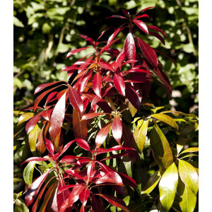 Pieris japonica Forest Flame 5 L 30-  40