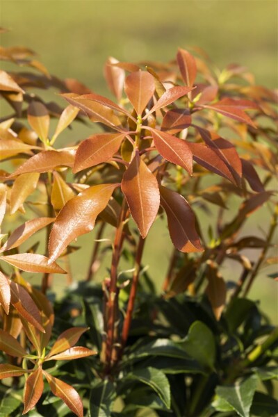 Pieris japonica Mountain Fire 30- 40 cm