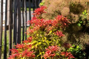 Pieris japonica Mountain Fire 30- 40 cm