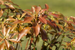 Pieris japonica Mountain Fire 30- 40 cm