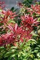 Pieris japonica Mountain Fire 30- 40 cm