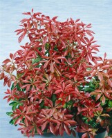 Pieris japonica Mountain Fire 30- 40 cm