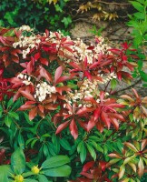 Pieris japonica Mountain Fire 30- 40 cm