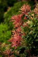 Pieris japonica Mountain Fire 30- 40 cm