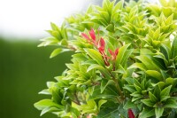 Pieris japonica Mountain Fire 30- 40 cm