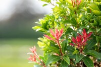 Pieris japonica Mountain Fire 30- 40 cm