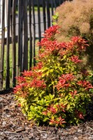 Pieris japonica Mountain Fire 30- 40 cm